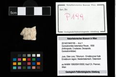 Foto (Objekt + Etikett) von Goniodromites bidentatus (Reuss, 1858)  (NHMW-GEO-2014-0194-0199)